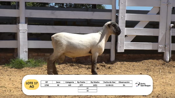 Lote Lote 17 - AO