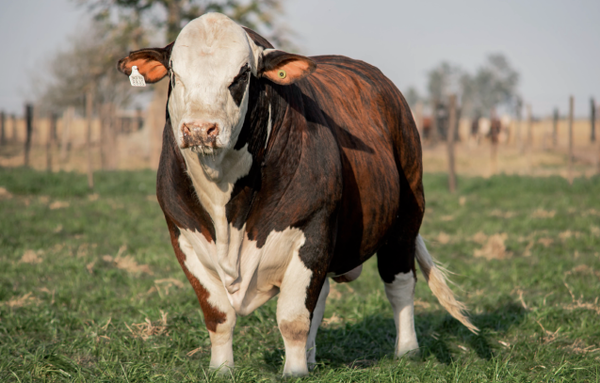 Lote Toro Braford -  Los Charabones