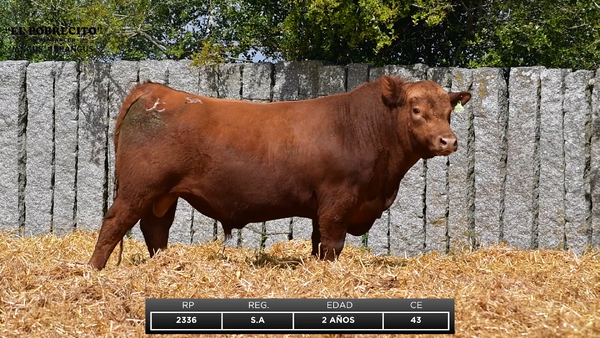 Lote ABERDEEN ANGUS S.A.