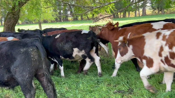Lote 50 Novillo Engorda en Osorno, X Región Los Lagos