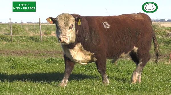 Lote Toros Polled Hereford Puros Registrados. Las Nazarenas