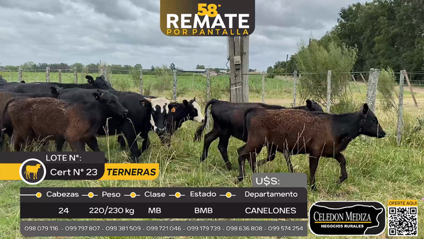 Lote 24 Terneras en Progreso, Canelones