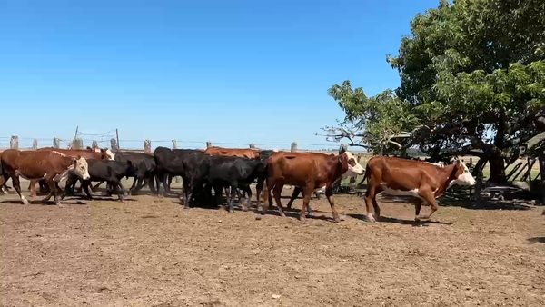 Lote 124 Terneros/as