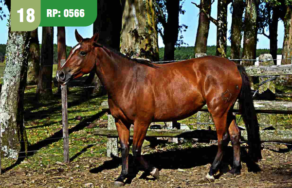 Lote DENTRADORA CUARTEADOR