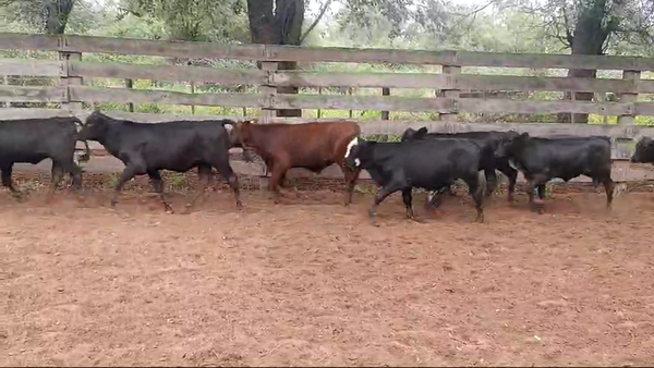 Lote 75 Terneros/as en Pampa de Los Guanacos, Santiago del Estero