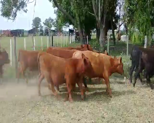 Lote 14 Terneros en Brandsen, Buenos Aires