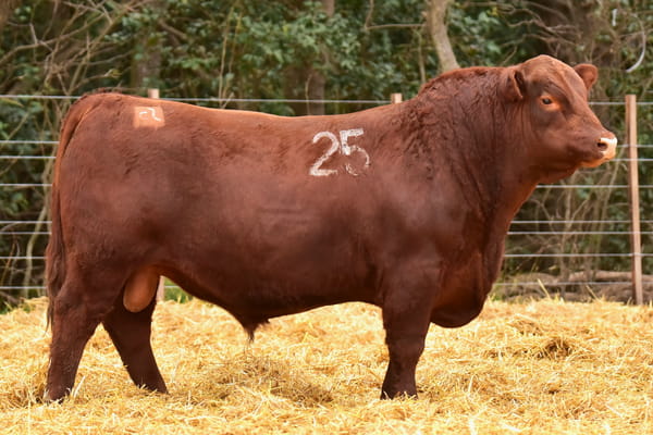 Lote TOROS ANGUS PC