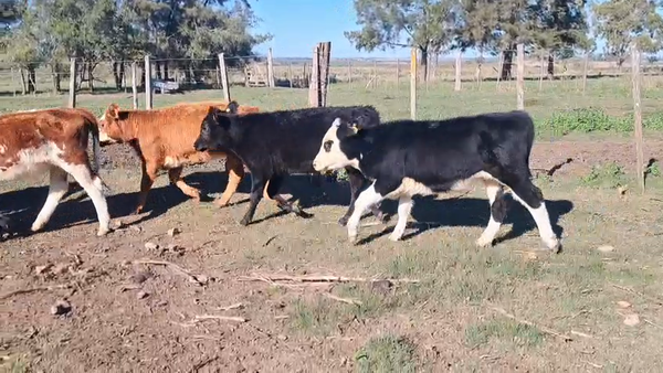 Lote TERNEROS Y TERNERAS