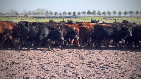 Lote 65 Terneras en Saladillo, Buenos Aires