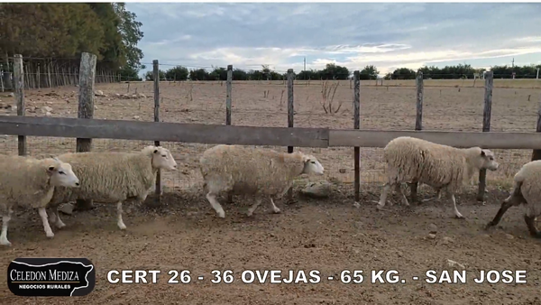 Lote 36 Ovejas en San José