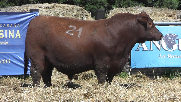 Lote TOROS ANGUS PURO CONTROLADO