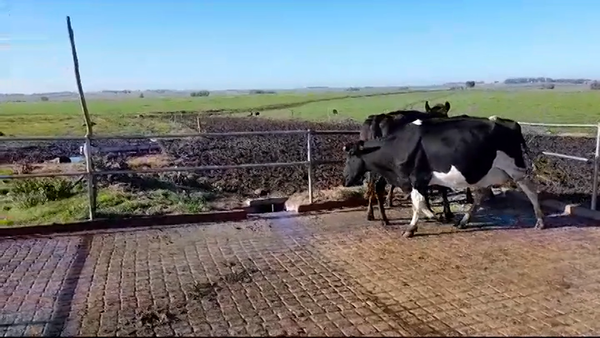 Lote VACAS INDUSTRIA