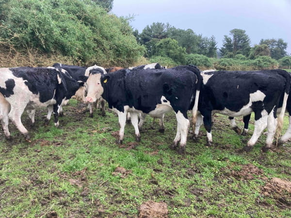 Lote 20 Vaquilla Gorda en Puerto Varas, X Región Los Lagos