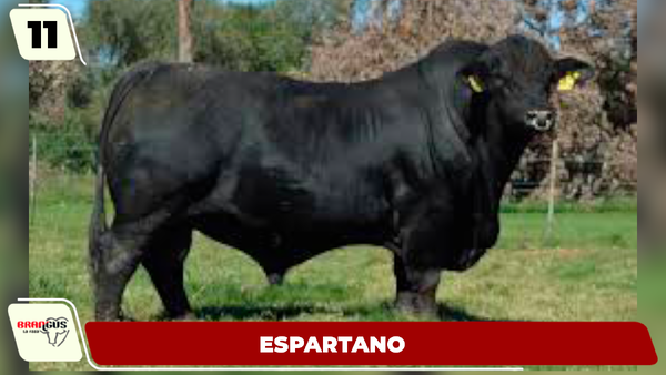 Lote LOTE 11