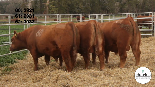 Lote TOROS PUROS CONTROLADOS