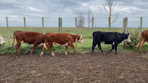 Lote 46 Vaquillonas 1 a 2 años en Treinta y Tres