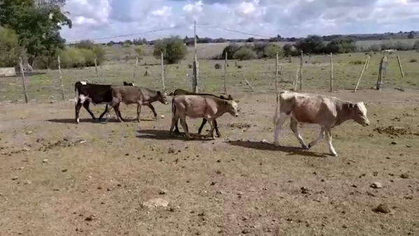 Lote TERNEROS/AS