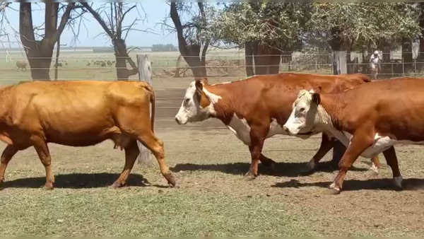 Lote 21 VC PREÑ. Y CON CRIA, CORONEL SUAREZ, PCIA. DE BS. AS.