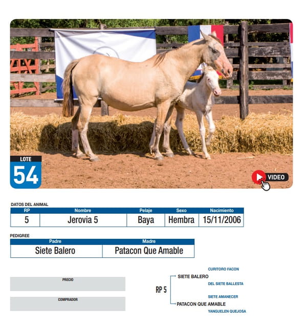 Lote Jerovia 5