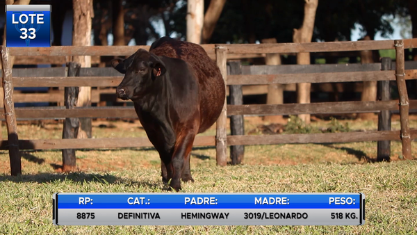Lote VACA BRANGUS RESERVA DE CABAÑA  -LOTE 33