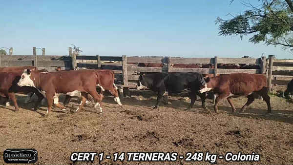 Lote 14 Terneras en Colonia