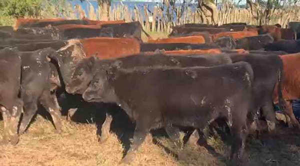 Lote 75 Terneros/as en Chascomús, Buenos Aires