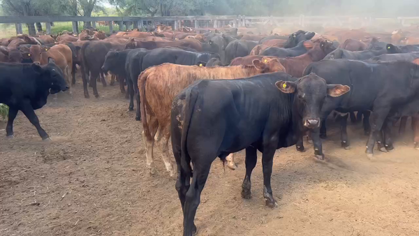 Lote 200 Terneros/as en Juan José Castelli, Chaco