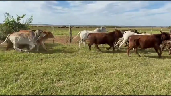 Lote 320 Terneros en Corrientes, Tapebicuá
