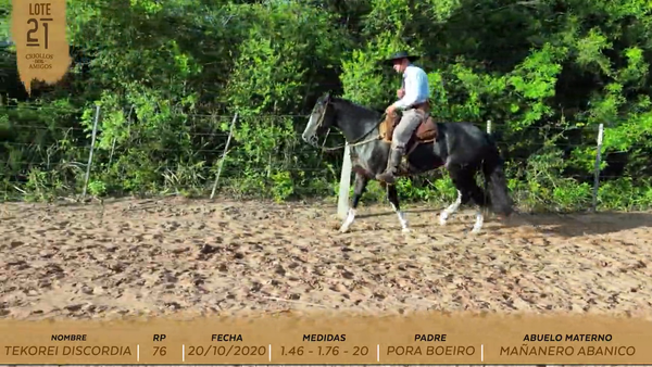 Lote TEKOREI DISCORDIA