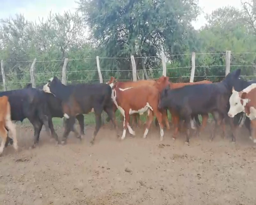 Lote 140 Terneros/as en Entre Ríos, Federal