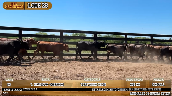 Lote LOTE 28