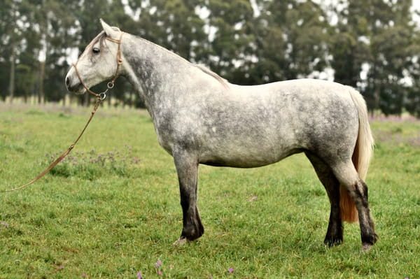 Lote Cañada Kibuena (RP 365) Cabaña "La Cañada"