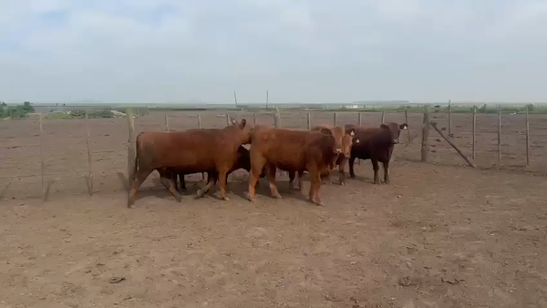 Lote 6 Vaquillonas G/P