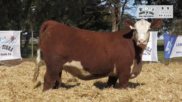 X304 — HEMBRAS POLLED HEREFORD  PUROS DE PEDIGREE PREÑADAS