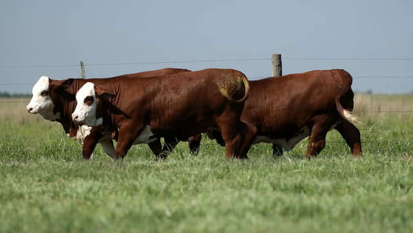 Lote Vaquilla Para Servicio