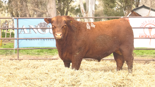 Lote TOROS ANGUS COLORADOS PC