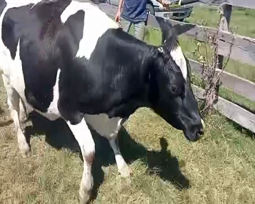 Lote (Vendido)Vaca HOLANDO 670kg -  en CARRETA QUEMADA