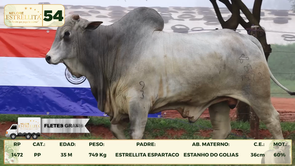 Lote LOTE 54