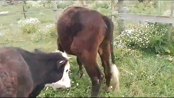 Lote 2 Terneros CR en Carreta quemada