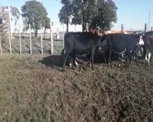 Lote Vacas Preñadas