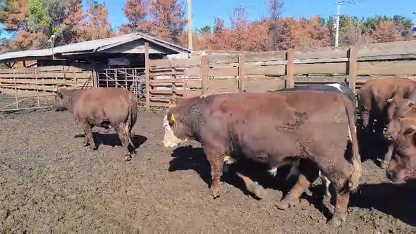 Lote 20 Novillo Gordo en Los Ángeles, VIII Región Biobío
