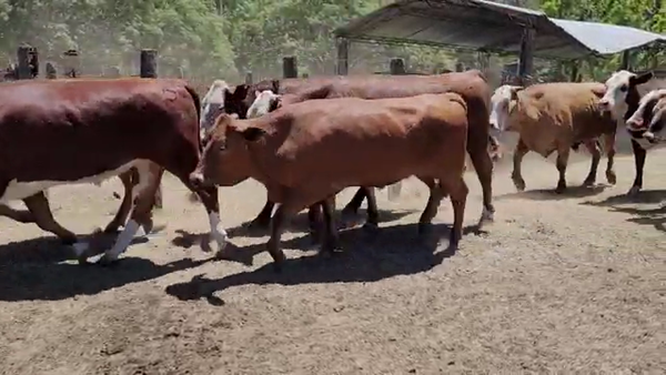 Lote 55 Novillos en Saladas, Corrientes