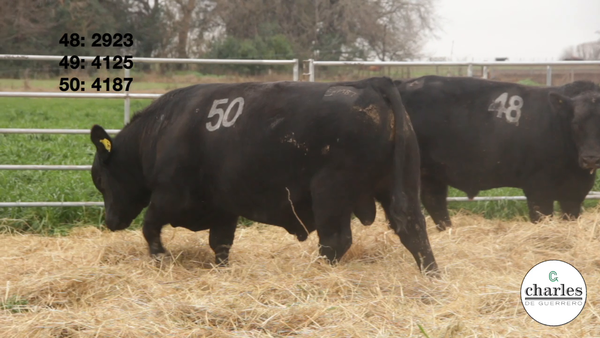 Lote TOROS PUROS CONTROLADOS