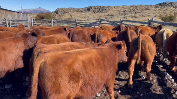 Lote 30 Ternero en Coyhaique, XI Región Aysén