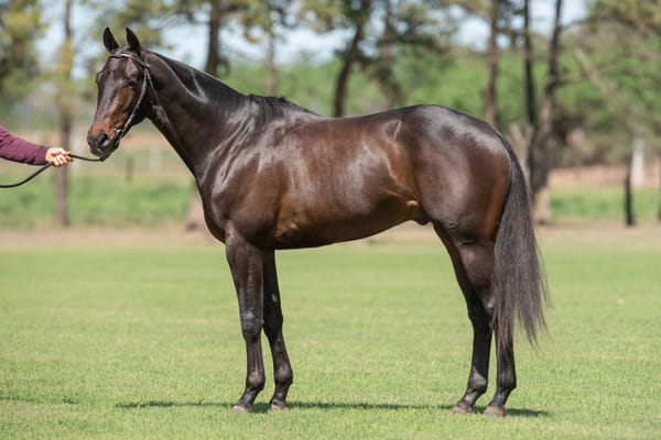 Lote TAITA SENCILLO - T/E (MACHITOS CALIFITA CLON - 1 - TAITA FACIL)