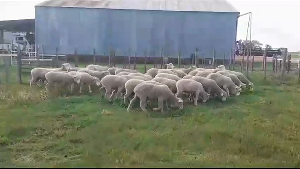 Lote (Vendido)33 Borregas CORRIEDALE 48kg -  en PALO SOLO