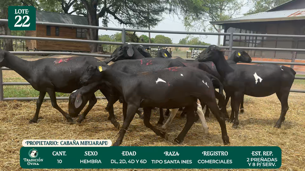 Lote LOTE 22 - POR PANTALLA