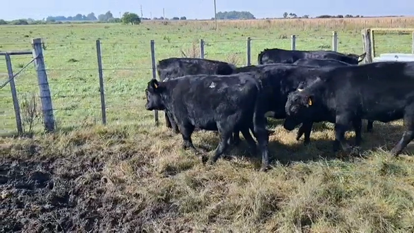 Lote VAQUILLONAS 1 A 2 AÑOS