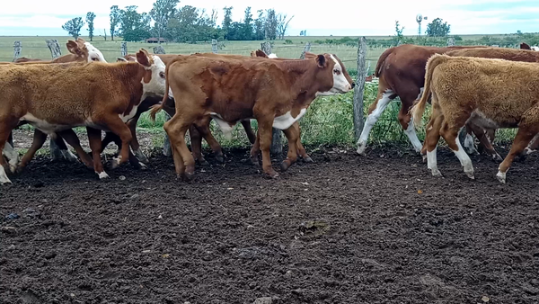 Lote 70 Terneros