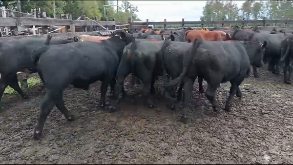 Lote 51 Novillo Engorda en Osorno, X Región Los Lagos